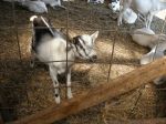 Riverview Dairy goats
