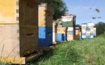 Bedillion Honey Farm